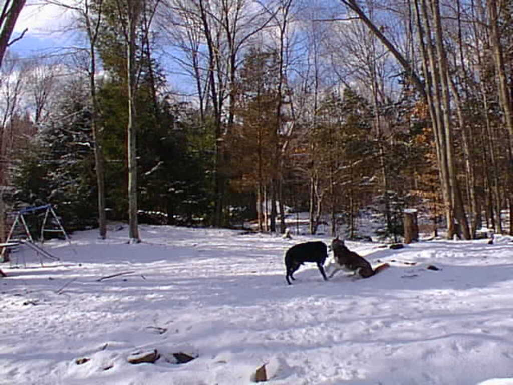 No description provided for: /1997/1228-snowball-bday/photo02.html