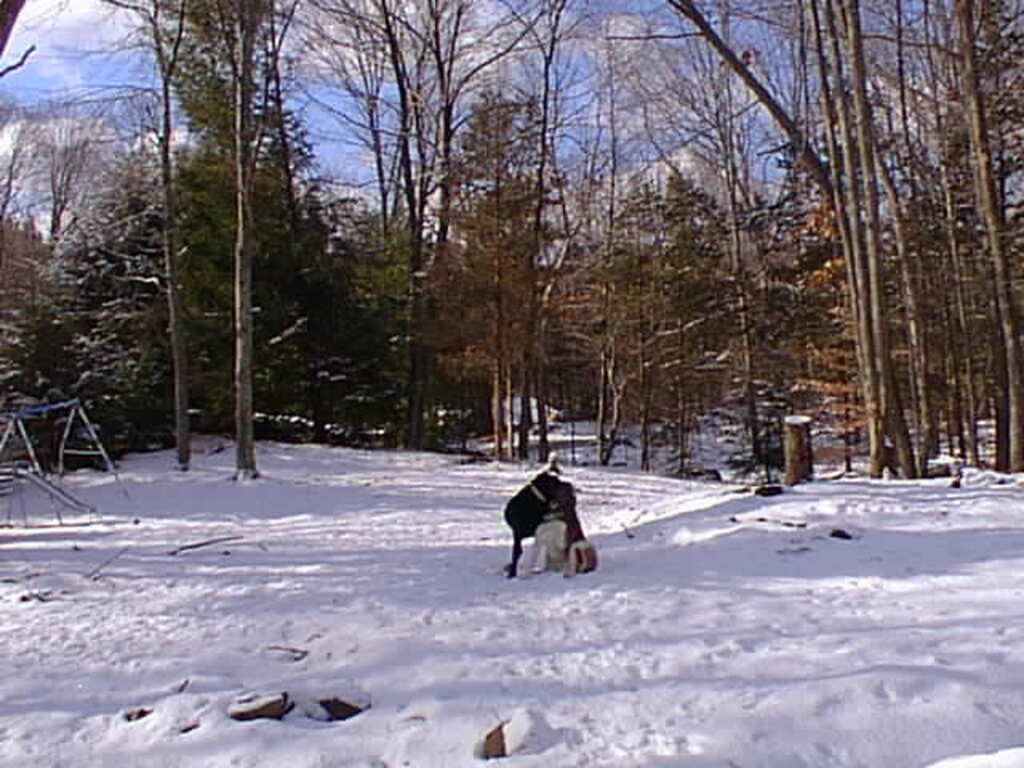 No description provided for: /1997/1228-snowball-bday/photo03.html