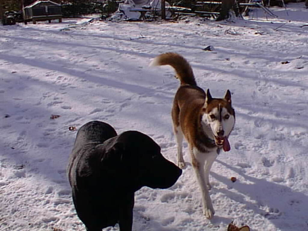 No description provided for: /1997/1228-snowball-bday/photo04.html