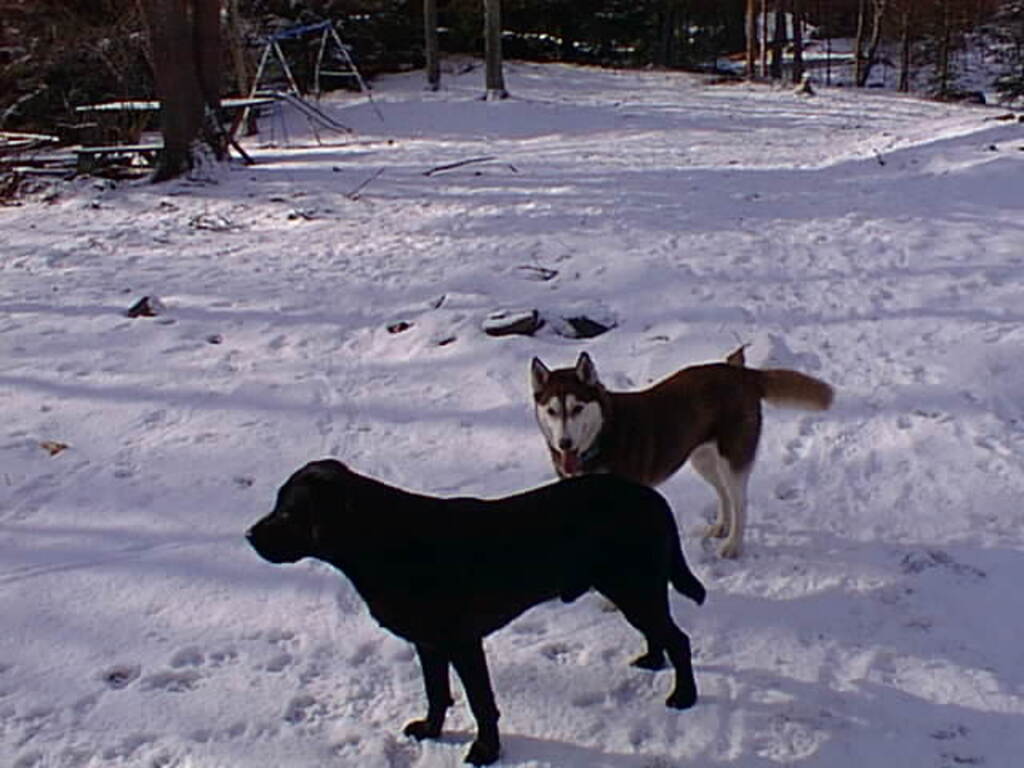 No description provided for: /1997/1228-snowball-bday/photo05.html