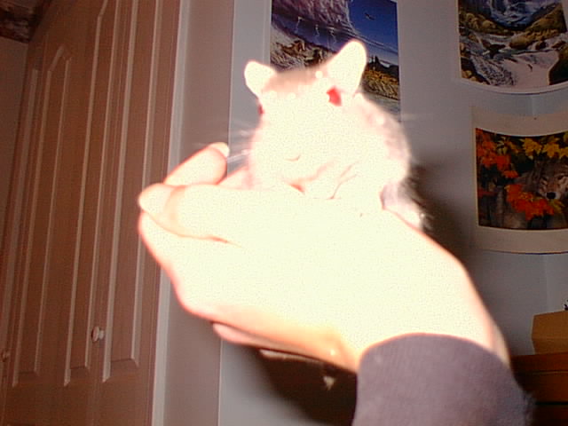 No description provided for: /2000/1121-critters/critters-02.html