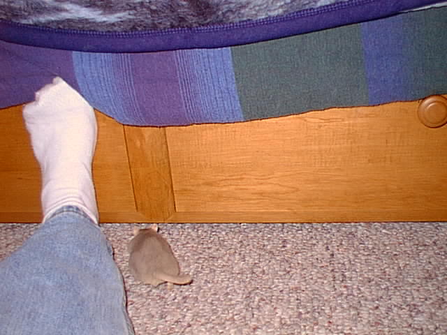 No description provided for: /2000/1121-critters/critters-04.html