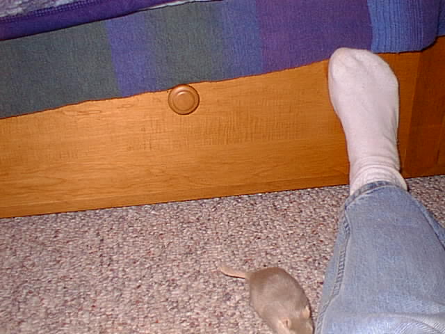 No description provided for: /2000/1121-critters/critters-05.html