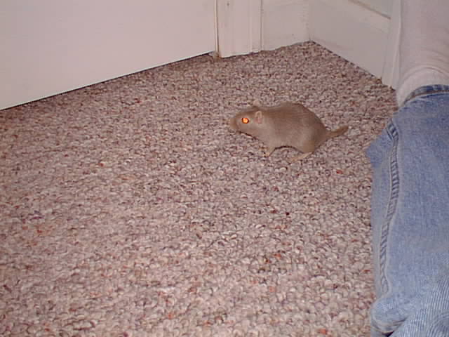 No description provided for: /2000/1121-critters/critters-06.html