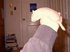 Image file: critters-01.jpg