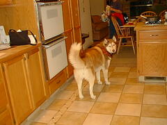 Image file: snowball-01.jpg