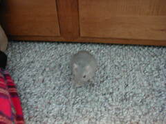 Image file: xmas2000-04.jpg