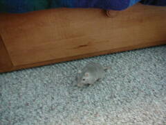 Image file: xmas2000-05.jpg