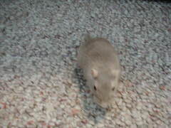 Image file: xmas2000-07.jpg