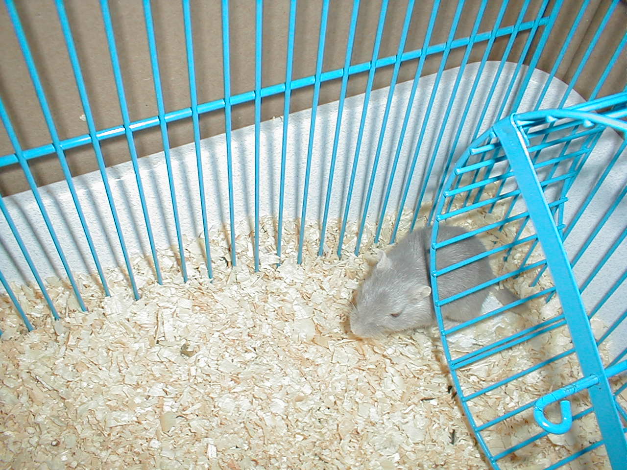 No description provided for: /2000/1227-xmas/_1/xmas2000-03.html