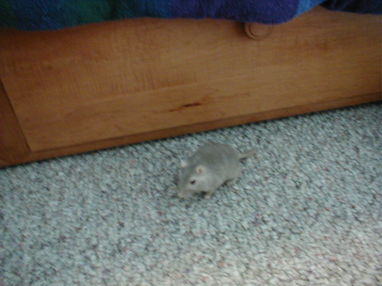 No description provided for: /2000/1227-xmas/_1/xmas2000-05.html