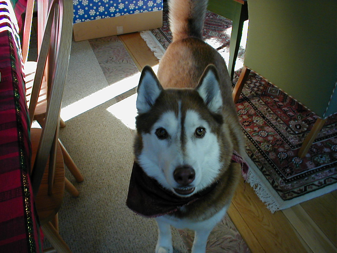 No description provided for: /2000/1227-xmas/_1/xmas2000-09.html