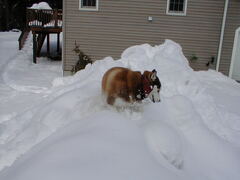 Image file: snow-shots-05.jpg