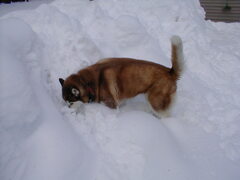 Image file: snow-shots-08.jpg