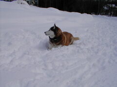 Image file: snow-shots-12.jpg