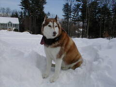 Image file: snow-shots-15.jpg