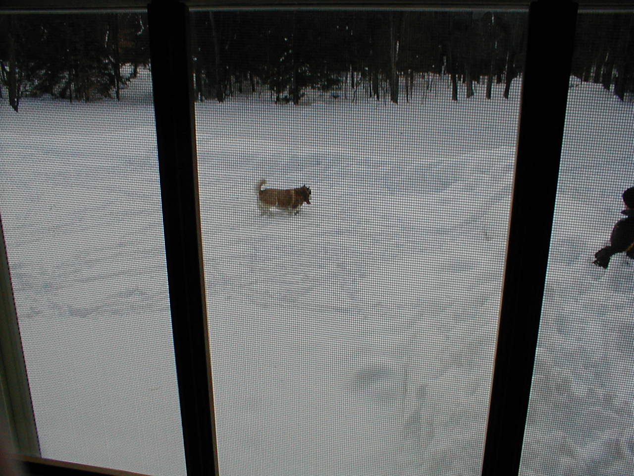 No description provided for: /2001/01-03/0331-snow-shots/snow-shots-01.html