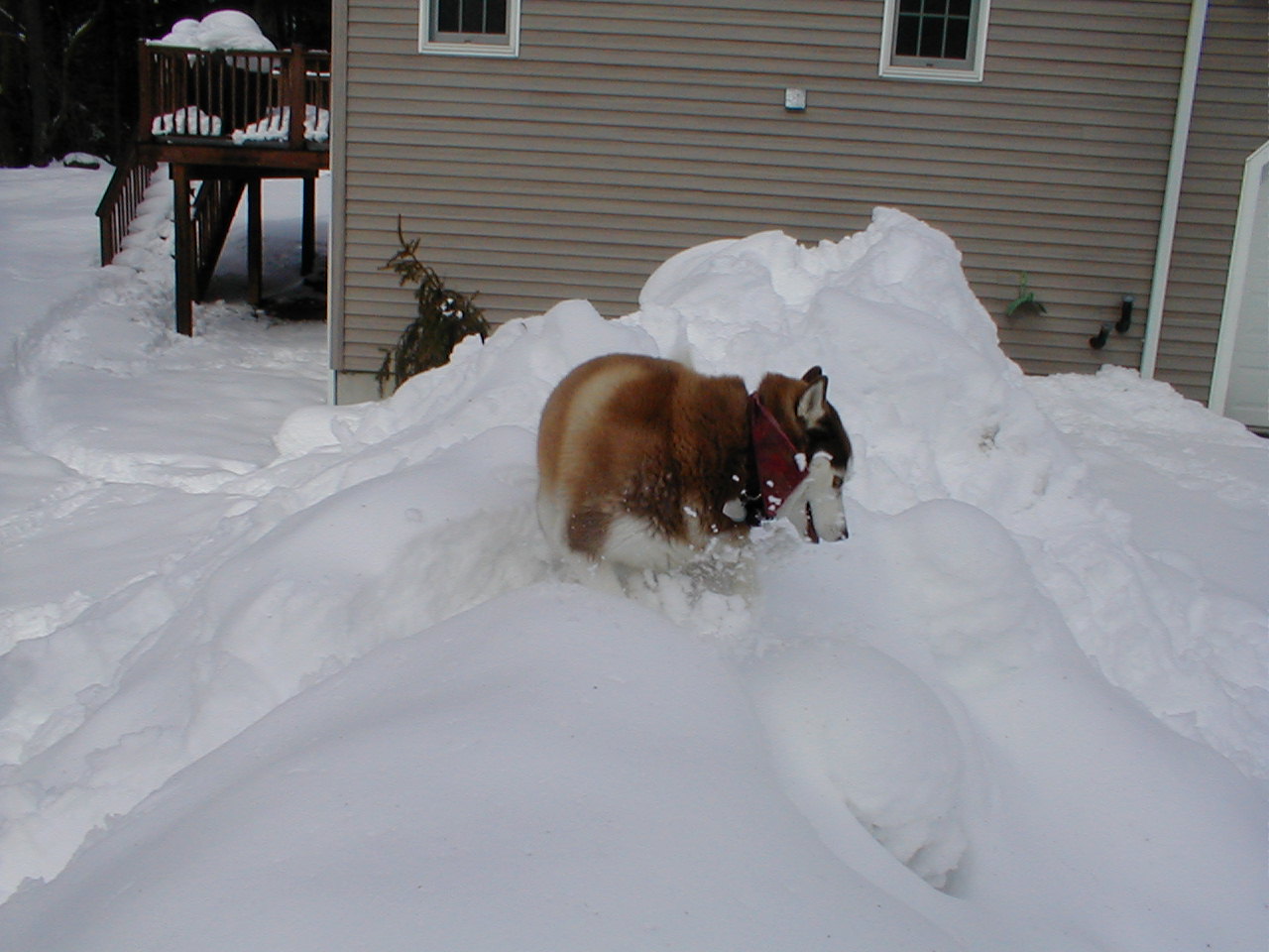 No description provided for: /2001/01-03/0331-snow-shots/snow-shots-05.html