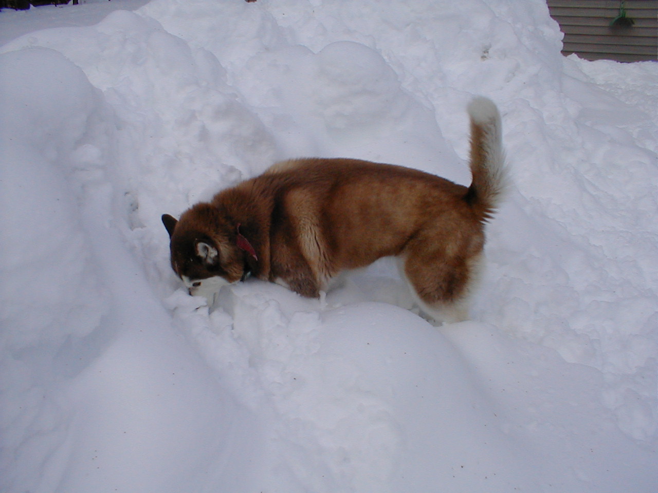 No description provided for: /2001/01-03/0331-snow-shots/snow-shots-08.html