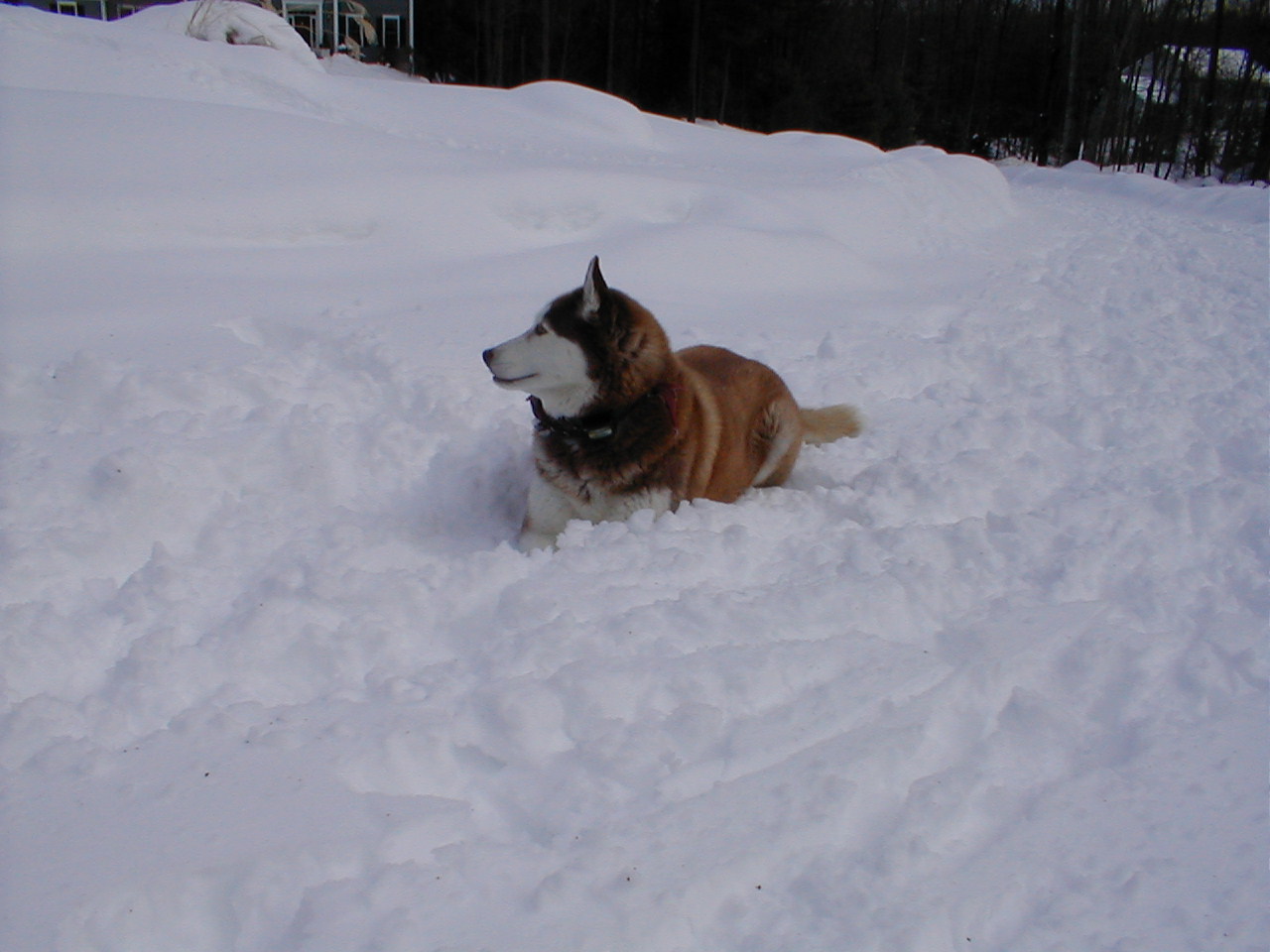 No description provided for: /2001/01-03/0331-snow-shots/snow-shots-12.html