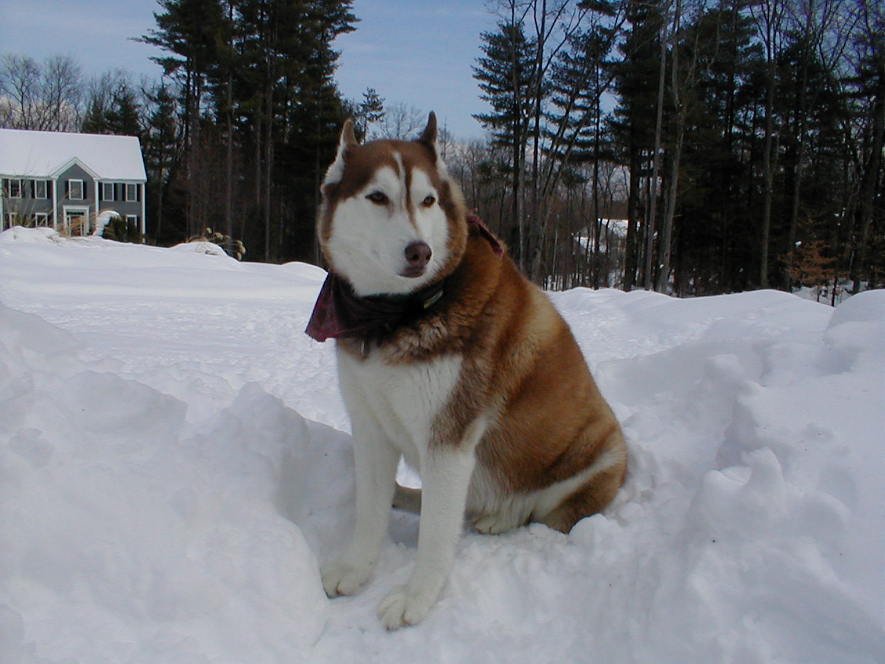 No description provided for: /2001/01-03/0331-snow-shots/snow-shots-15.html