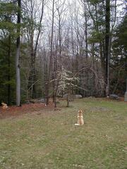 Image file: snowball-01.jpg