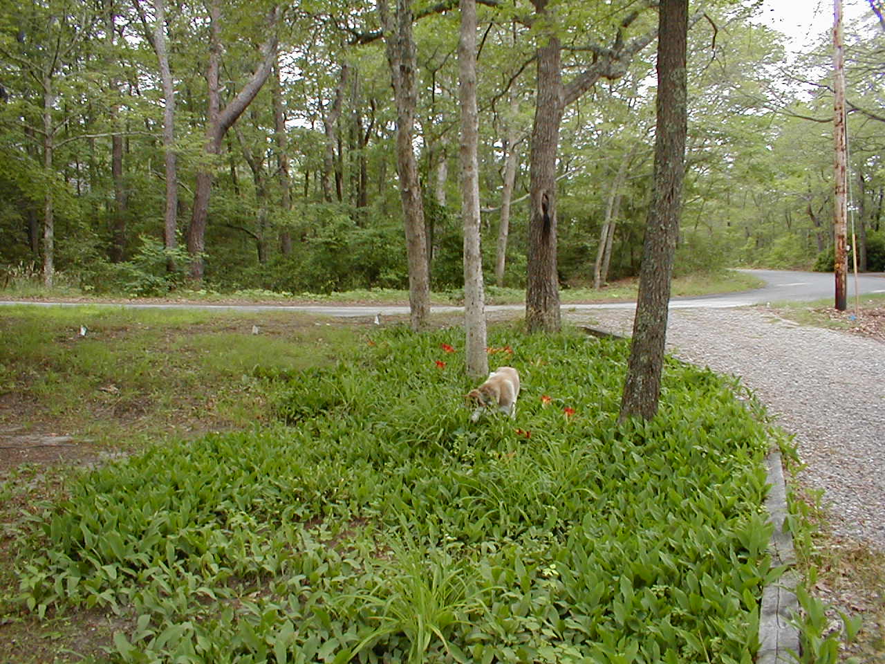 No description provided for: /2001/07-09/0720-cape-house/_1/cape-04.html