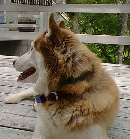 No description provided for: /2001/07-09/0720-cape-house/_1/deck-alert-dog.html