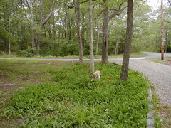 Image file: cape-04.jpg