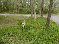 Image file: cape-05.jpg