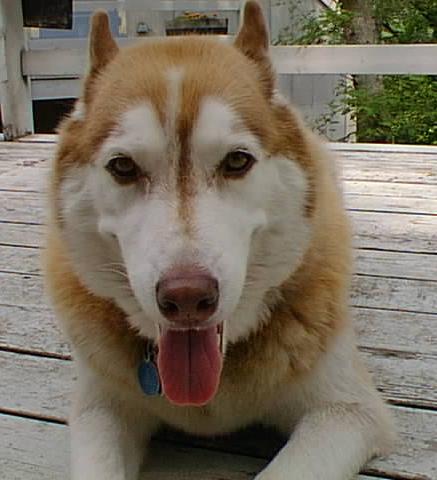 No description provided for: /2001/07-09/0720-cape-house/_2/deck-dog-closeup.html