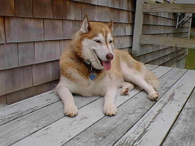 No description provided for: /2001/07-09/0720-cape-house/_2/deck-happy-dog.html
