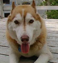 Image file: deck-dog-closeup.jpg