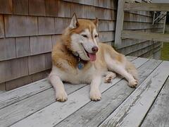 Image file: deck-happy-dog.jpg