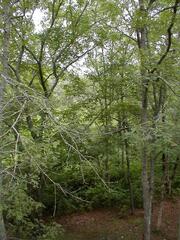 Image file: wetland-view.jpg