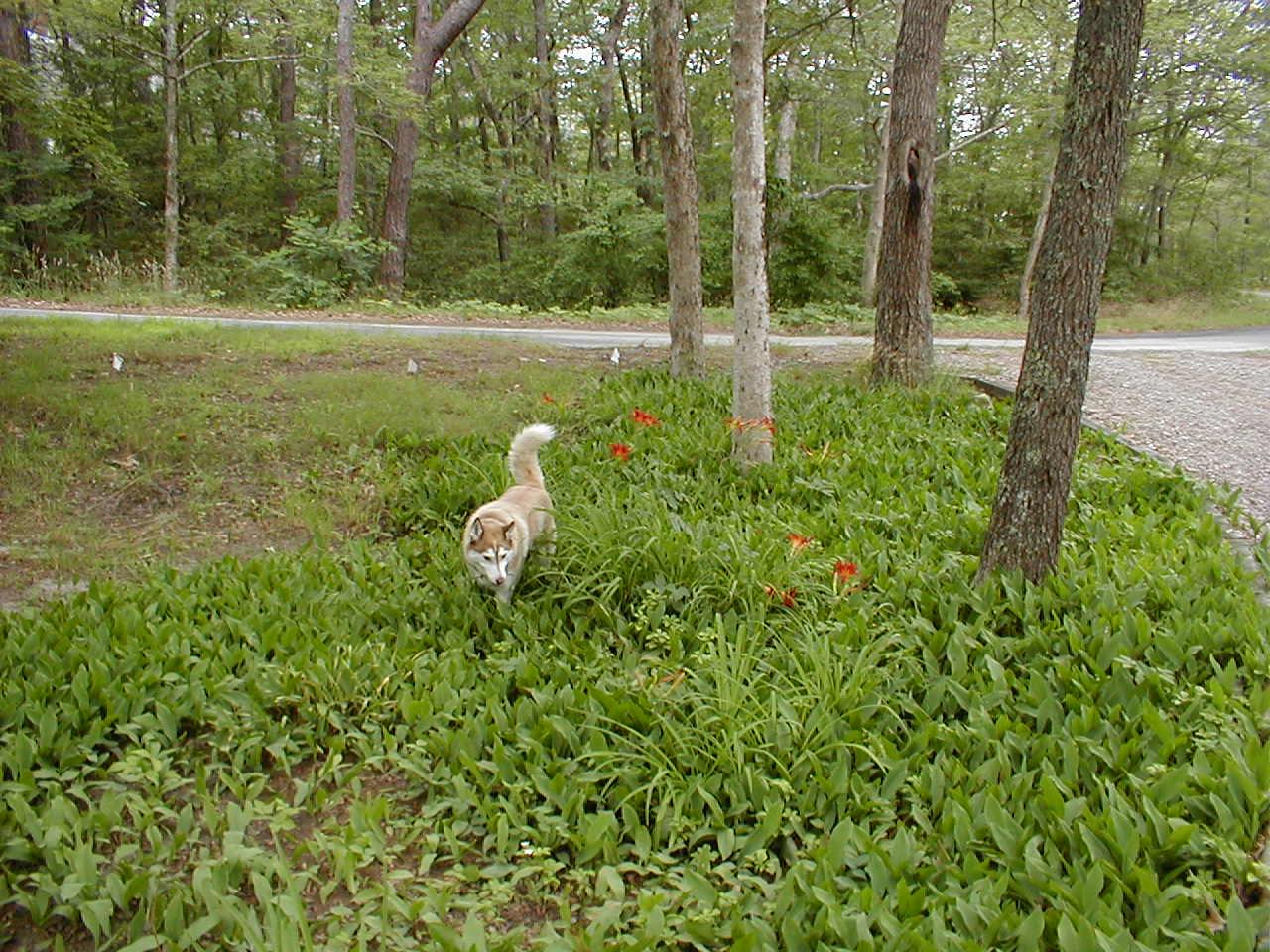 No description provided for: /2001/07-09/0720-cape-house/_2/snowball-in-driveway.html