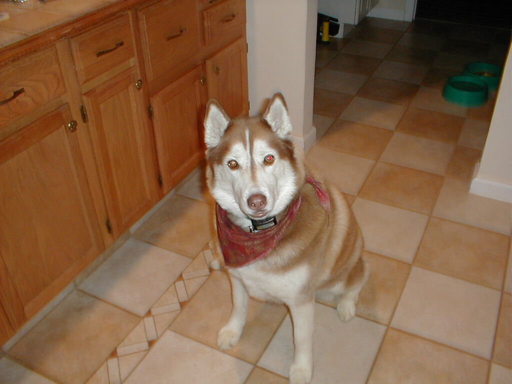 No description provided for: /2001/01-03/0112-after-xmas/photo06.html