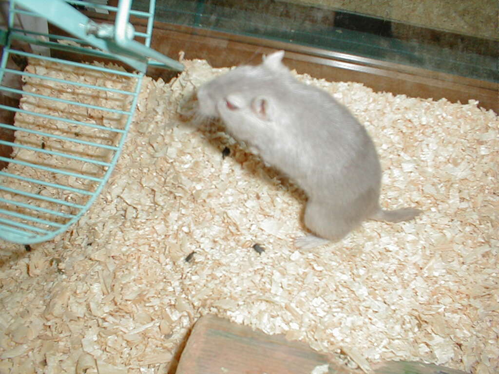 No description provided for: /2001/01-03/0112-after-xmas/photo15.html