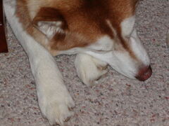 Image file: snowball-01.jpg