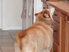 Image file: snowball-02.jpg