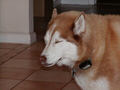 Image file: snowball-03.jpg