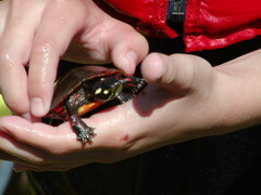 Image file: photo44.jpg