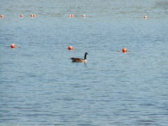 Image file: photo63.jpg