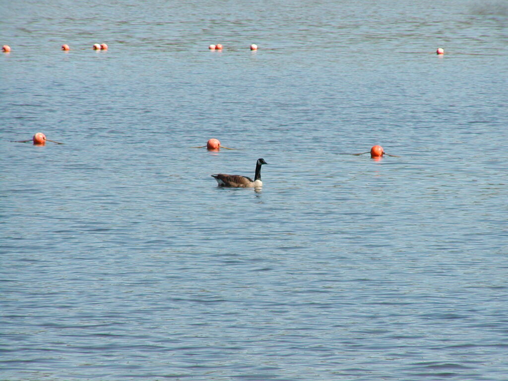 No description provided for: /2002/04-06/0525-kayaking/_3/photo63.html