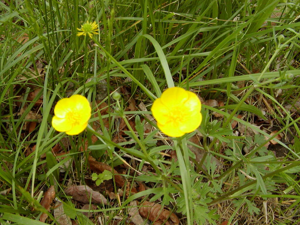 No description provided for: /2002/04-06/0527-flowers/photo01.html