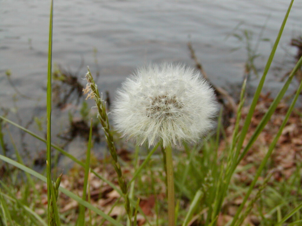 No description provided for: /2002/04-06/0527-flowers/photo02.html