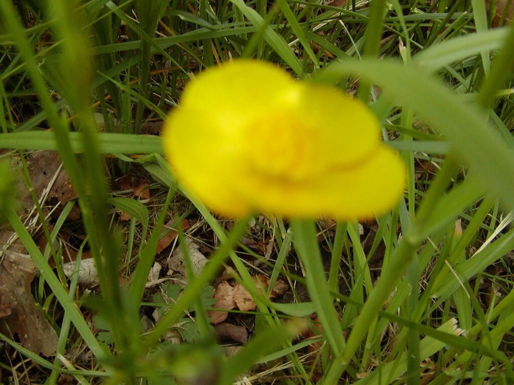 No description provided for: /2002/04-06/0527-flowers/photo03.html