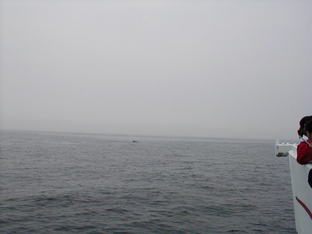 No description provided for: /2002/07-09/0712-jhu-cty-lcf/_3/photo052.html