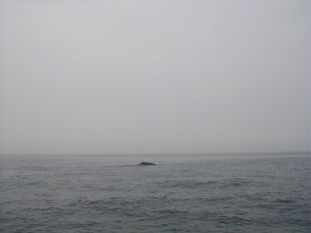 No description provided for: /2002/07-09/0712-jhu-cty-lcf/_3/photo053.html