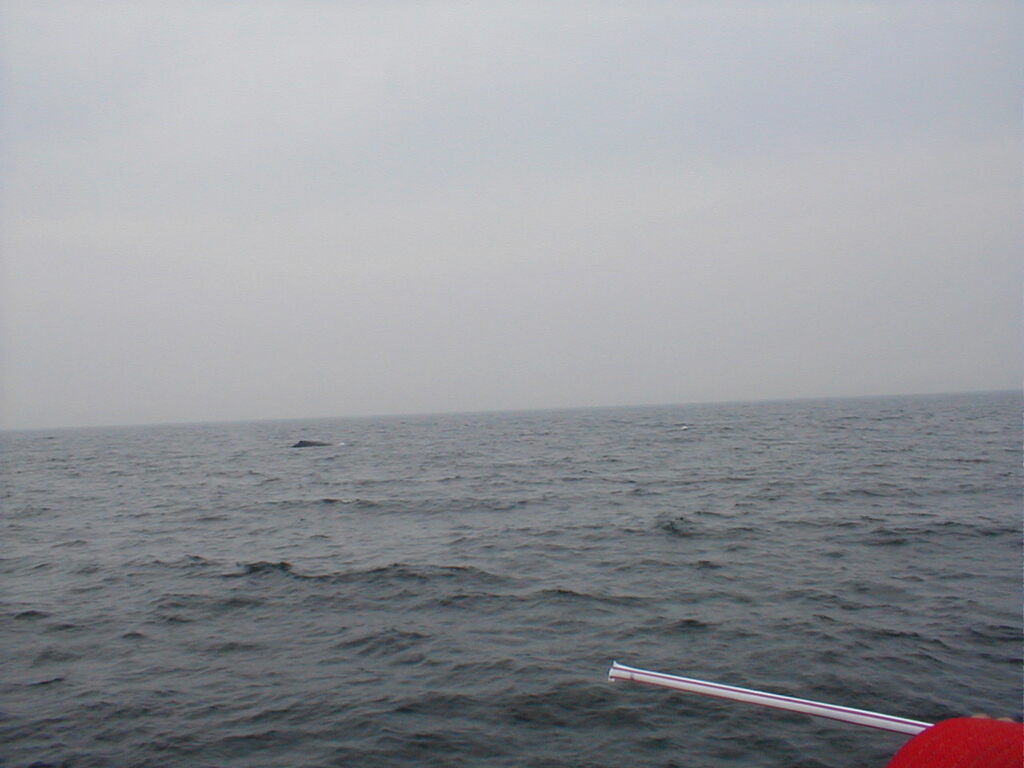 No description provided for: /2002/07-09/0712-jhu-cty-lcf/_3/photo058.html